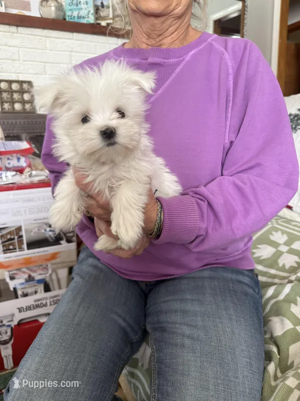 Maxwell, a male Maltese for sale in Pleasant Hill, IL – Photo 1 of 1