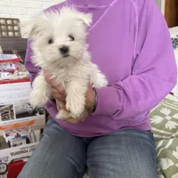 Maxwell, a male Maltese for sale in Pleasant Hill, IL – 2 of 5
