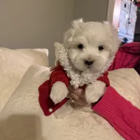 Lenny, a male Maltese for sale in Pleasant Hill, IL – Photo 1 of 7