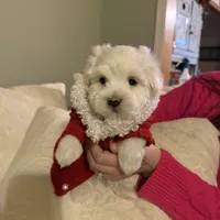 Lenny, a male Maltese for sale in Pleasant Hill, IL – Photo 4 of 7