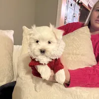 Lenny, a male Maltese for sale in Pleasant Hill, IL – Photo 6 of 7