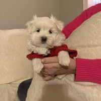 Lenny, a male Maltese for sale in Pleasant Hill, IL – Photo 3 of 7