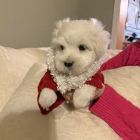 Lenny, a male Maltese for sale in Pleasant Hill, IL – Photo 2 of 7