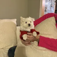 Lenny, a male Maltese for sale in Pleasant Hill, IL – Photo 7 of 7