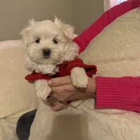 Bruno, a male Maltese for sale in Pleasant Hill, IL – Photo 3 of 6