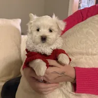 Bruno, a male Maltese for sale in Pleasant Hill, IL – Photo 2 of 6