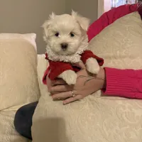 Bruno, a male Maltese for sale in Pleasant Hill, IL – Photo 5 of 6