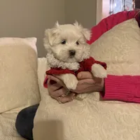 Bruno, a male Maltese for sale in Pleasant Hill, IL – Photo 4 of 6