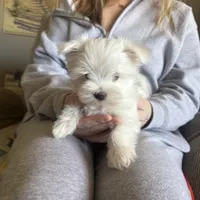 Roary, a male Maltese for sale in Pleasant Hill, IL – Photo 5 of 5