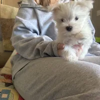 Roary, a male Maltese for sale in Pleasant Hill, IL – Photo 1 of 5