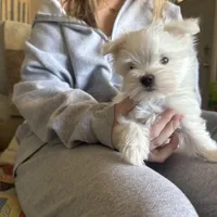 Roary, a male Maltese for sale in Pleasant Hill, IL – Photo 4 of 5