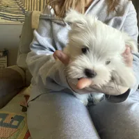 Roary, a male Maltese for sale in Pleasant Hill, IL – Photo 3 of 5