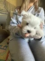 processed/956c58d6-18c8-47f2-80bc-411de9c30fcf/listing/7ecd232b-5b2a-41a2-ab4f-e062248e4018/ad6dd7f7-7883-4ed8-878d-bd9709a10f8e