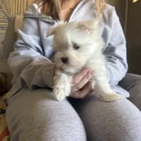 Roary, a male Maltese for sale in Pleasant Hill, IL – Photo 2 of 5