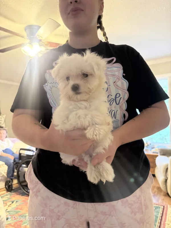 Maxwell – Maltese puppy for sale in Pleasant Hill, IL