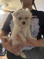 Maxwell, a male Maltese for sale in Pleasant Hill, IL – 3 of 5