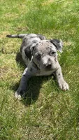 Stormi, a female American Pit Bull Terrier for sale in Marlborough, MA – Photo 5 of 5