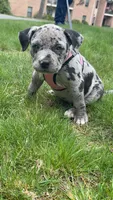 Stormi, a female American Pit Bull Terrier for sale in Marlborough, MA – Photo 3 of 5