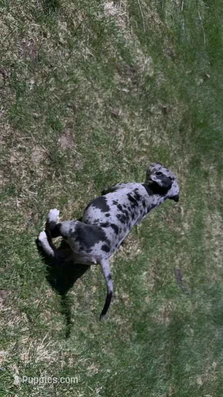 Stormi – American Pit Bull Terrier puppy for sale in Marlborough, MA