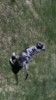 Stormi, a female American Pit Bull Terrier for sale in Marlborough, MA – Photo 1 of 5