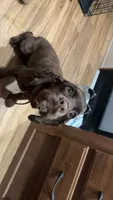 Trigger, a male Cocker Spaniel for sale in Mount Vernon, IL – 5 of 6