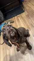 Trigger, a male Cocker Spaniel for sale in Mount Vernon, IL – 2 of 6