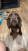 Trigger, a male Cocker Spaniel for sale in Mount Vernon, IL – 3 of 6