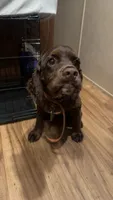 Trigger, a male Cocker Spaniel for sale in Mount Vernon, IL – 1 of 6