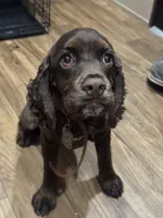 Trigger, a male Cocker Spaniel for sale in Mount Vernon, IL – 6 of 6