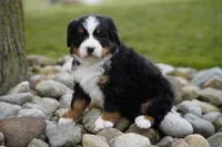 Bella, a female Bernese Mountain Dog for sale in Westcliffe, CO – 2 of 2