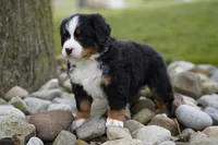 Bella, a female Bernese Mountain Dog for sale in Westcliffe, CO – 1 of 2