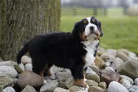 Pinto, a female Bernese Mountain Dog for sale in Westcliffe, CO – 2 of 2