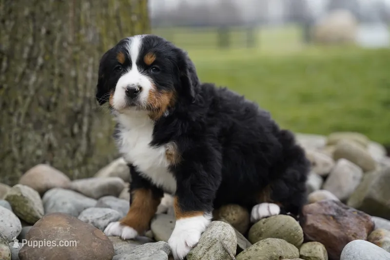 Pinto – Bernese Mountain Dog puppy for sale in Westcliffe, CO