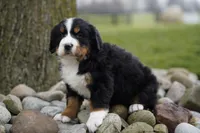 Pinto, a female Bernese Mountain Dog for sale in Westcliffe, CO – 1 of 2