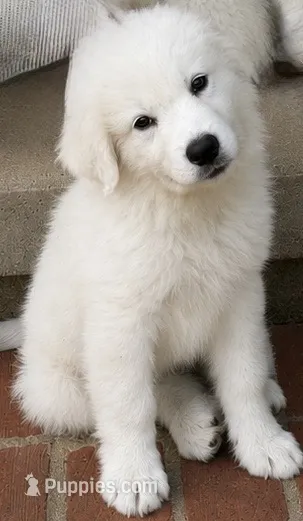 Blue Boy – Great Pyrenees puppy for sale in Medina, TN