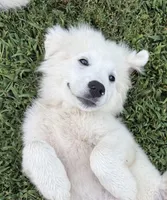 Leo, a male Great Pyrenees for sale in Medina, TN – 2 of 3