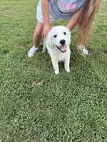Leo, a male Great Pyrenees for sale in Medina, TN – 3 of 3