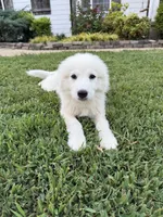 Ellie, a female Great Pyrenees for sale in Medina, TN – 2 of 3