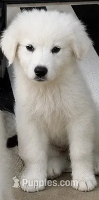 Purple Girl – Great Pyrenees puppy for sale in Medina, TN