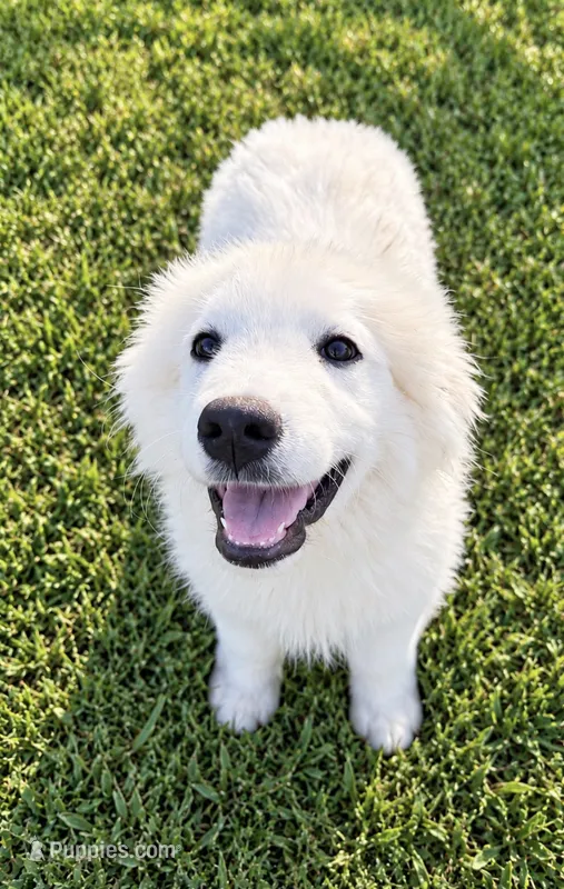 Ellie – Great Pyrenees puppy for sale in Medina, TN