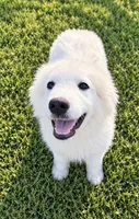 Ellie, a female Great Pyrenees for sale in Medina, TN – 1 of 1