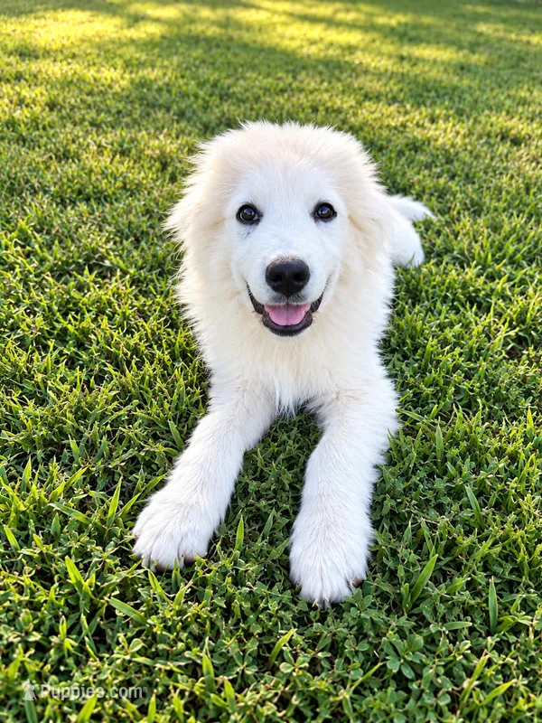 Leo – Great Pyrenees puppy for sale in Medina, TN