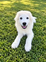 Leo, a male Great Pyrenees for sale in Medina, TN – 1 of 2