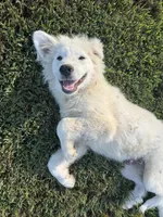Leo, a male Great Pyrenees for sale in Medina, TN – 2 of 2