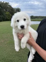 Ellie, a female Great Pyrenees for sale in Medina, TN – 3 of 3