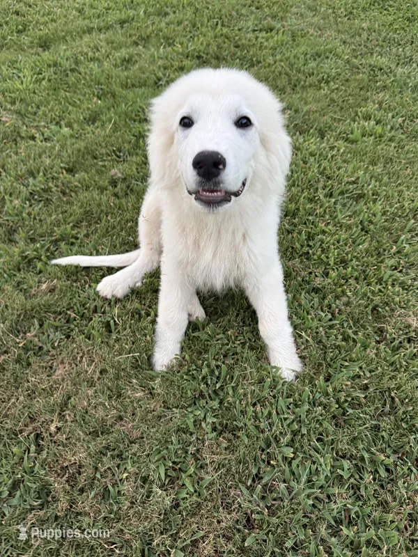 Leo – Great Pyrenees puppy for sale in Medina, TN