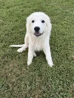 Leo, a male Great Pyrenees for sale in Medina, TN – 1 of 3
