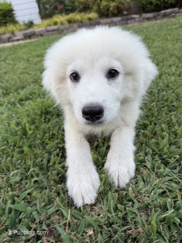 Ellie – Great Pyrenees puppy for sale in Medina, TN
