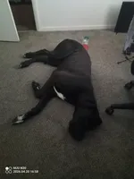 Red- Not $100 but actually free, a male Great Dane for sale in Fort Worth, TX – Photo 3 of 4