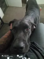 Red- Not $100 but actually free, a male Great Dane for sale in Fort Worth, TX – Photo 2 of 4